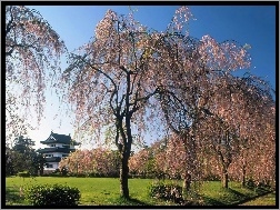 Wiosna, Dom, Drzewa, Kwitnące, Japonia