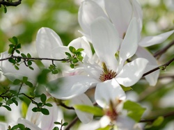 Wiosna, Kwiaty, Magnolia, Gałązka