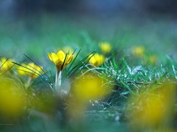 Wiosna, Krokusy, Żółte, Kwiaty