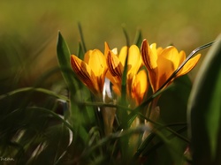 Wiosna, Krokusy, Żółte, Kwiaty