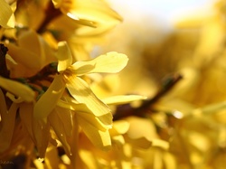 Wiosna, Kwiaty, Żółte, Forsycja