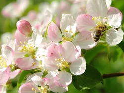 Wiosna, Jabłoń, Drzewo owocowe, Pszczoła
