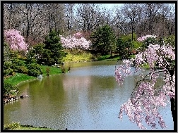 Wiosna, Kwitnące, Rzeka, Park, Drzewa
