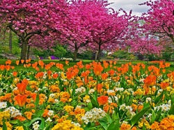 Wiosna, Kwitnące, Tulipany, Park, Drzewa