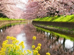 Wiosna, Drzewa, Kwitnące, Rzeka, Kwiaty