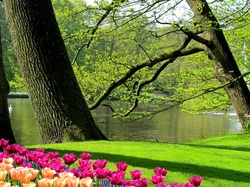 Wiosna, Tulipany, Łabędzie, Staw, Park