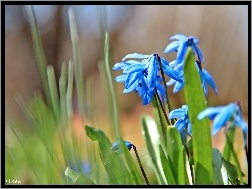 Wiosna, Niebieskie, Cebulica Syberyjska, Kwiaty