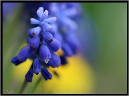Wiosna, Niebieski, Szafirek, Kwiat