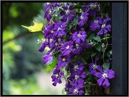 Wiszący, Clematis