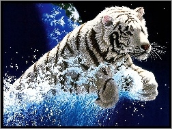 Woda, Tygrys, Biały, Grafika