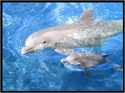 Delfiny, Woda, Białe