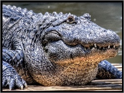 Woda, Krokodyl