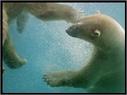 Wodą, Polarne, Niedźwiedzie, Pod