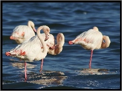 Woda, Flamingi Różowe, Stado