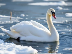 Woda, Łabędź, Śnieg