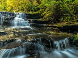 Las, Wodospad, Park Narodowy Gór Błękitnych, Australia, Kaskada