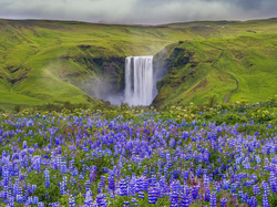 Wzgórza, Kwiaty, Łubin, Wodospad Skgafoss, Łąka, Islandia