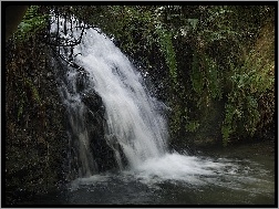 Wodospad, Paprocie