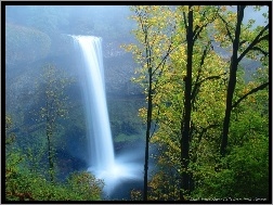 Przepiękny Wodospad, Drzewa