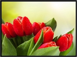 Wody, Tulipany, Czerwone, Krople