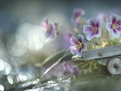 Bokeh, Bodziszek, Drewniany, Wózek, Kwiaty, Grafika AI