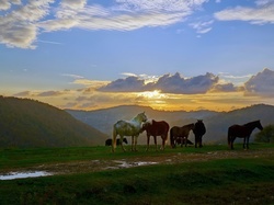 Konie, Wschód, Słońca