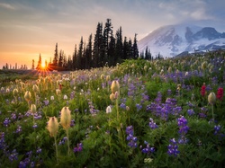 Wschód słońca, Zjednoczone, Park Narodowy Mount Rainier, Stratowulkan Mount Rainier, Drzewa, Góry, Łąka, Stany, Kwiaty