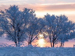 Wschód słońca, Oszronione, Zima, Drzewa
