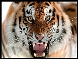 Łeb, Wściekły, Tygrys