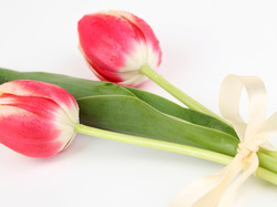 Wstążka, Dwa, Kwiaty, Tulipany
