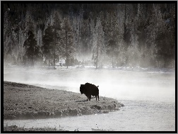 Wyoming, Bizon, Yellowstone National Park
