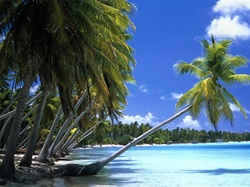 Ocean, Wyspa, Palmy