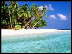 Plaża, Wyspa, Drzewo