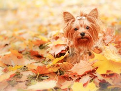 Yorkshire Terrier, Liście, Jesień, Pies