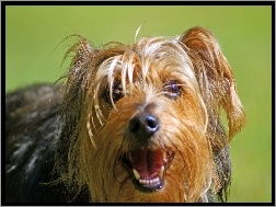 Piesek, Yorkshire Terrier