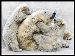 Zabawa, Niedźwiedzi, Rodzinka, Polarnych