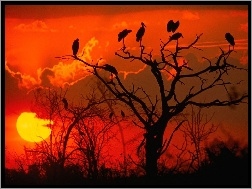 Zachód Słońca, Afryka, Drzewo
