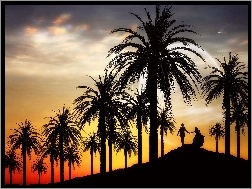Zachód Słońca, Palmy, Drzewa, Para
