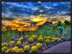 Zachód Słońca, Kaktusy, Chmury