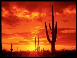 Kaktusy, Zachód, Słońca