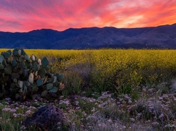 Zachód słońca, Stany Zjednoczone, Góry, Bradshaw Mountains, Arizona, Kaktusy