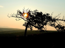 Zachód Słońca, Pole, Drzewo