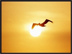 Ptak, Zachód Słońca