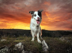 Trawa, Zachód słońca, Border Collie, Pies, Wzgórze