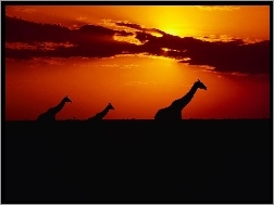 Zachód Słońca, Trzy, Żyrafy