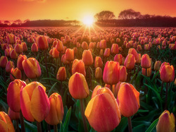 Tulipany, Zachód słońca, Drzewa, Pole, Kolorowe, Plantacja