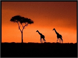 Żyrafy, Zachód, Słońca