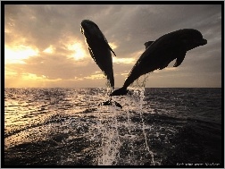 Zachody Śłońca, Delfiny, Morze