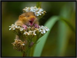 Myszka, Zadowolona, Kwiat