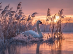 Grafika AI, Łabędź, Zarośla, Jezioro, Oszronione, Trawy